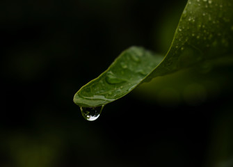 Water drops at edge of leaf showing reflection of background in rainy season