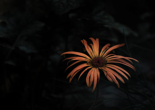 A Orange jerbera flower with black background with lot of space in image