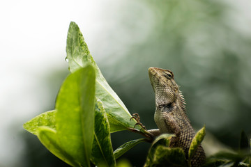 A oriental garden lizard sitting on leaves with gradient background
