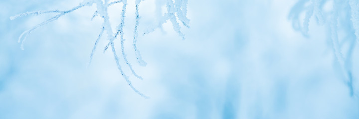 Snow and rime ice on the branches of bushes. Beautiful winter background with trees covered with...