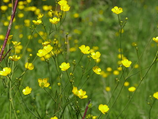 Yellow flowers burning buttercup in the meadow