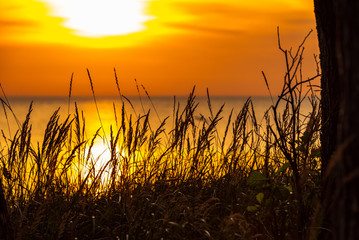 grass stalks by the sea at sunset