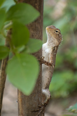 Oriental garden lizard on branch of tree