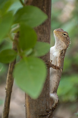 Oriental garden lizard with leaves foreground and shallow depth background