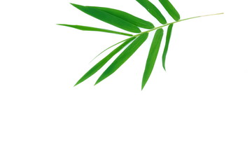 Bamboo leaves on a white background