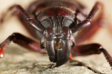 Hylotrupes bajulus (Old House Borer) is a species of beetles in the family long-horned beetles.