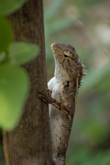 Portrait of oriental garden lizard on wood of tree
