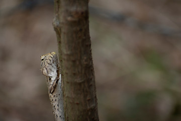 Oriental garden lizard on branch of tree