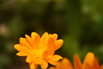 
yellow flower in the garden