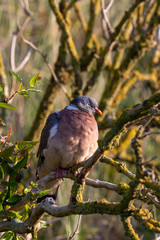 Common wood pigeon (Columba palumbus) sitting in a bush Juist, East Frisian Islands, Germany.