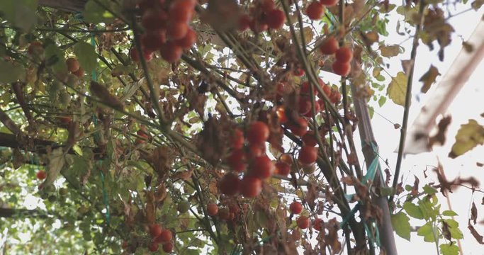 ruined tomato plant