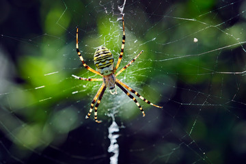 Wespenspinne ( Argiope bruennichi ).