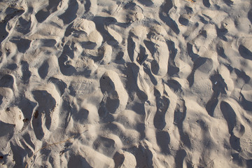 Fine dirty sand with debris on the beach. Texture