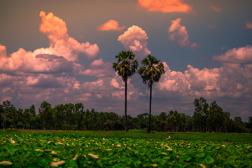 The blurry abstract background of the morning sky by the reservoir and there is a walkway to watch nature for exercise or rest while traveling.