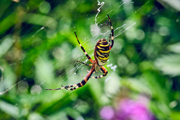 Wespenspinne ( Argiope bruennichi ).