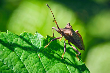 Lederwanze ( Coreus marginatus ).
