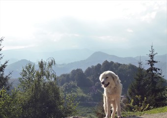 The Dog Playng on Sunny Day