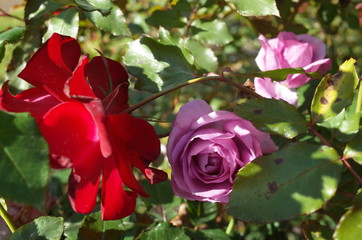Light Purple Flower of Rose 'Enchanted Evening' in Full Bloom
