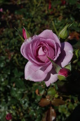 Light Purple Flower of Rose 'Enchanted Evening' in Full Bloom
