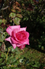 Light Pink Flower of Rose 'Esmeralda' in Full Bloom
