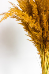 Dry grass and herbs background. Beautiful background with silhouette of field grass and flowers. 
Wildflowers. Wild grass.
Ripe wheat ears in a field. Wheat field.EarRipe wheat ears in a field. 