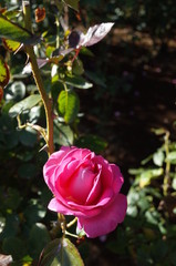 Obraz premium Light Pink Flower of Rose 'Esmeralda' in Full Bloom 