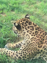 leopard in the zoo