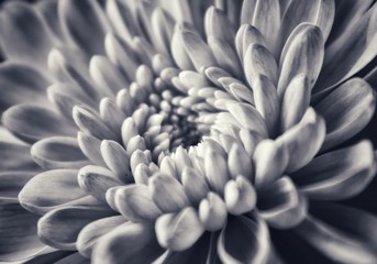 close up of a flower