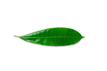 Fototapeta na wymiar Fresh green leaves isolated on white background with clipping path