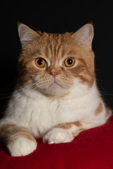 A white-red Scottish cat with beautiful, bright, orange eyes lies on a red pillow