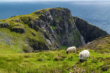 The Black aace mountain sheep at Slieve League.