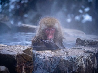Japanese Snow Monkey giving the middle finger