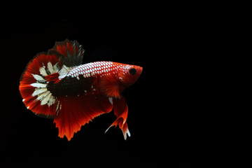 Obraz premium Multicolour Betta fish side view with clipping path on dark background. Colourful Fancy Siamese Fighting fish. Copper Betta.