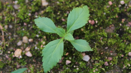 green grass in the forest
