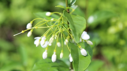 close up of a branch of a tree