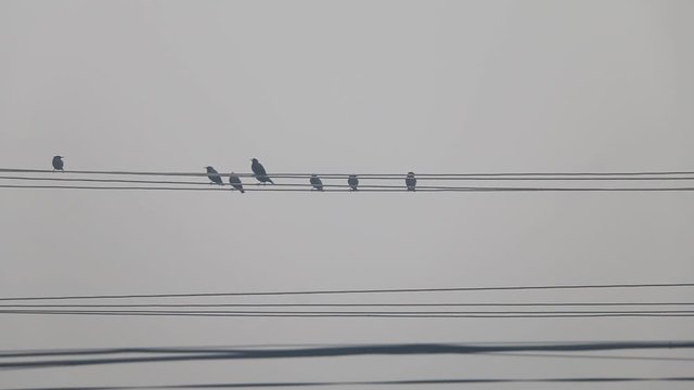 Rooks on wires with a gray cloudy sky on background