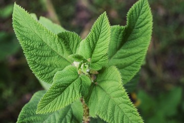 Stinging nettle - Urtica Dioica growing in the wild in Abardare Ranges, Kenya