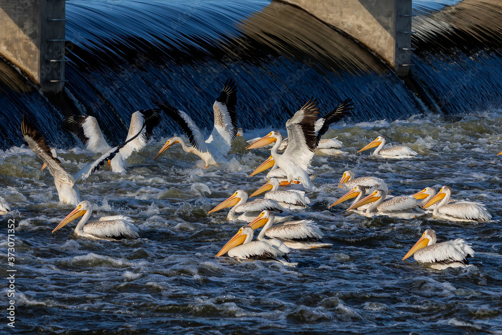 Wall mural Flock of white American pelicans on the hunt