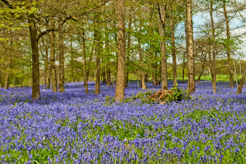 Bluebell Woods at The Spinney in Greys Court Rotherfield Greys near Henley on Thames Oxfordshire England UK