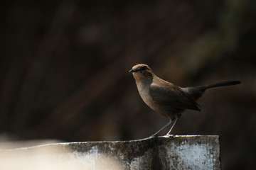 Indian Robin bird sitting on pole