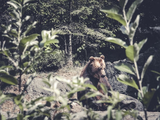 Wild Bear contemplating 
