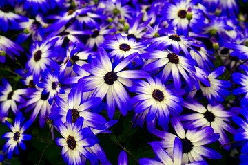 blue flowers