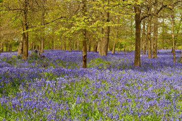 Bluebell Woods at The Spinney in Greys Court Rotherfield Greys near Henley on Thames Oxfordshire England UK