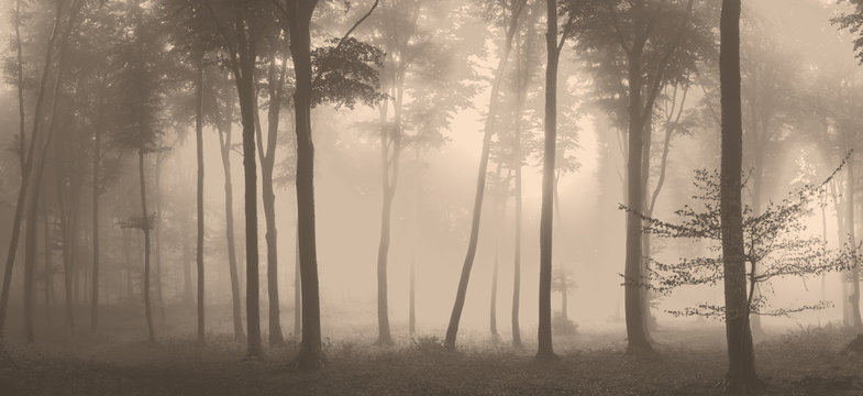 Panorama of foggy forest. Fairy tale spooky looking woods in a misty day. Cold foggy morning in horror forest © haitham