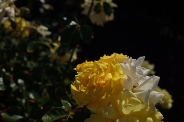 Light Yellow Flower of Rose 'First Impression' in Full Bloom
