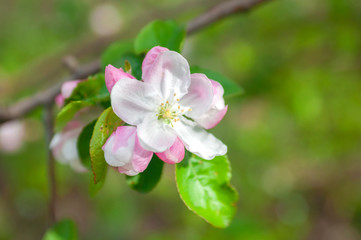 Obraz na płótnie Canvas apple blossom
