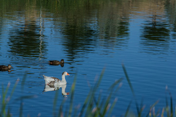 ptak gęś zwierze natura woda jezioro © Piotr