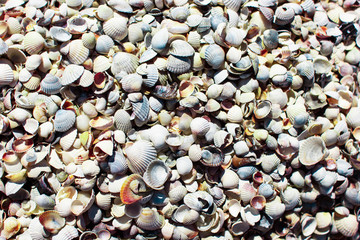 sea shells on the beach sea shells background