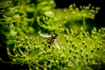 Yellow bee on a Dill flower in the forest 