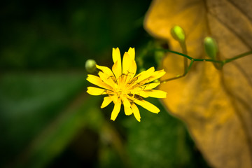 Beautiful yellow flower in the woods 